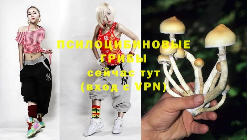 Галлюциногенные грибы Magic Shrooms  продажа наркотиков  Волоколамск 